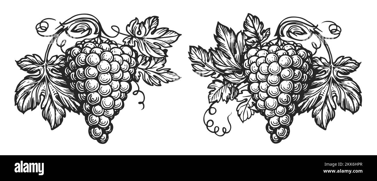 Vigne avec feuilles et bouquet de raisins dans un style de gravure vintage. Motif rétro dessiné à la main pour l'étiquette ou le menu du restaurant Banque D'Images