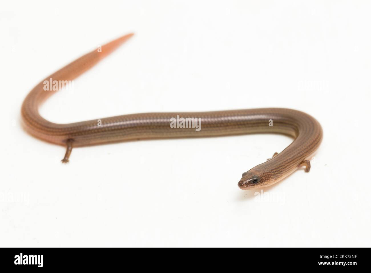 Le scinque souple à chaumes courtes ou le lizard (Lygosoma quadrupes) de Linnaeus isolé sur fond blanc Banque D'Images