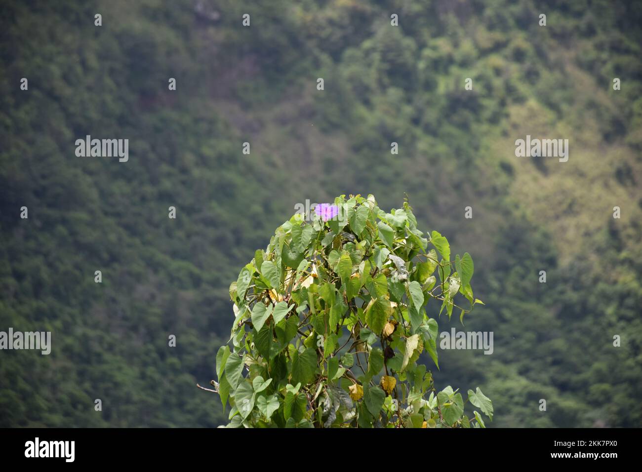 Un gros plan de soleil Ipomoea purga buissons boisés montagne flou d'arrière-plan Banque D'Images