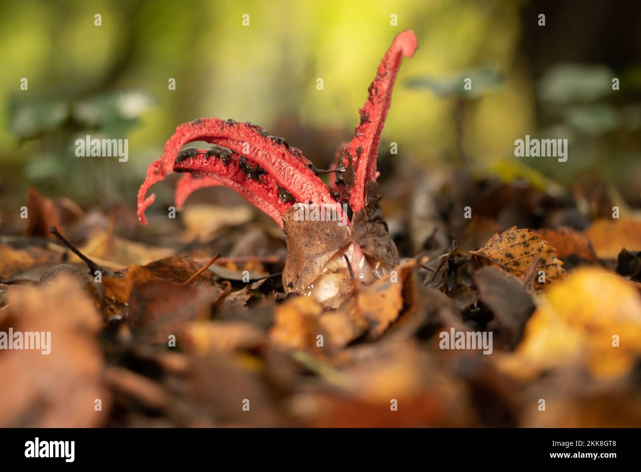 Le champignon des doigts du diable (Clathrus archeri). Sussex, Royaume-Uni. Banque D'Images