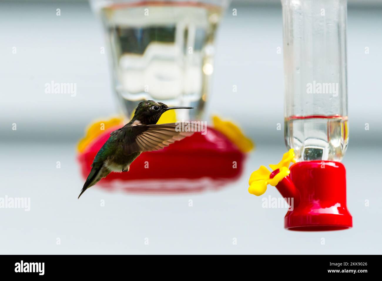 Colibri à gorge rubis planant sur les nourrisseurs d'arrière-cour Banque D'Images