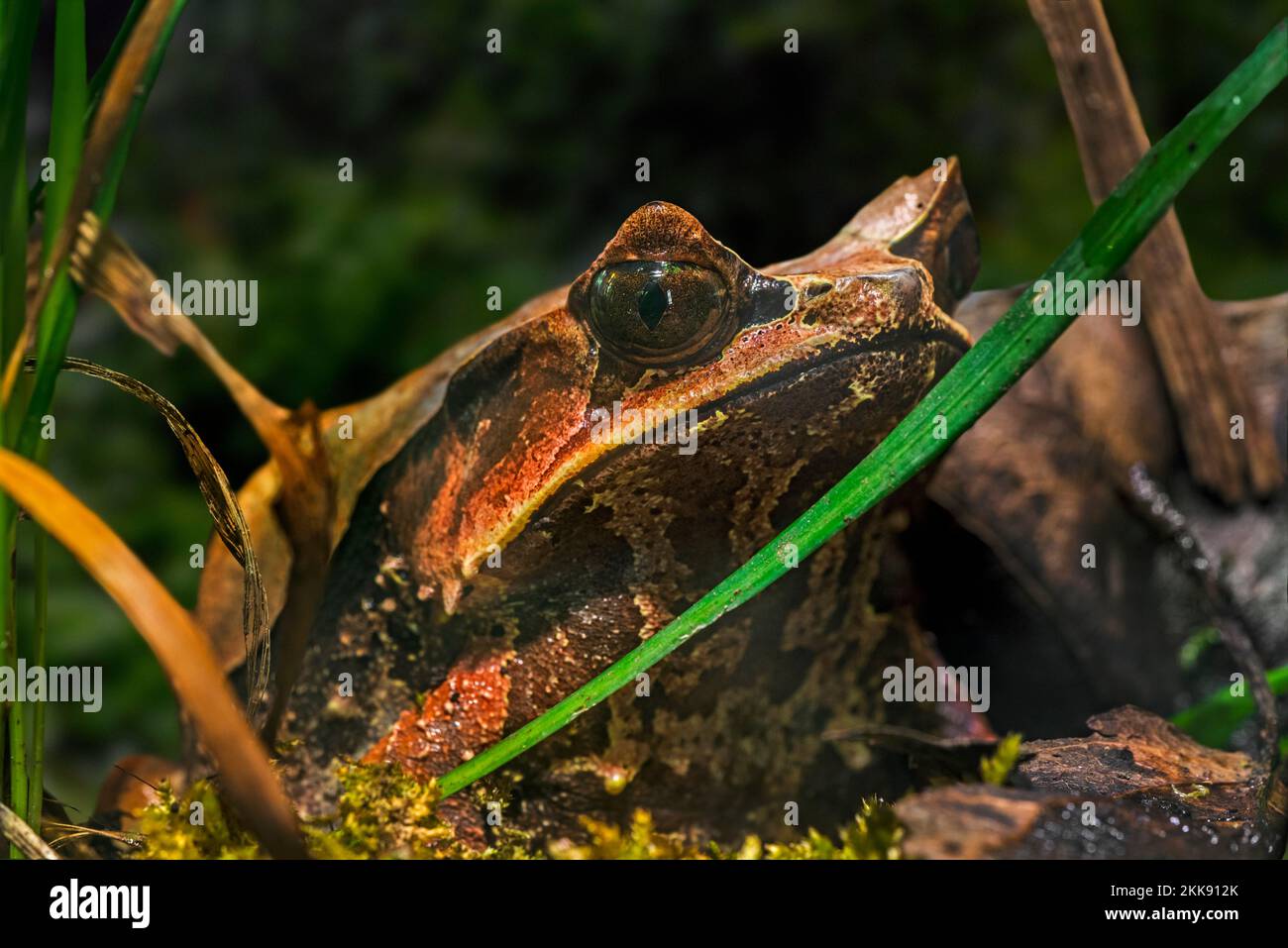 Grenouille à cornes longues / grenouille à cornes malaise / grenouille à feuilles de Malaisie (Pelobatrachus nasutus), originaire de Thaïlande, Malaisie, Singapour, Sumatra et Bornéo Banque D'Images