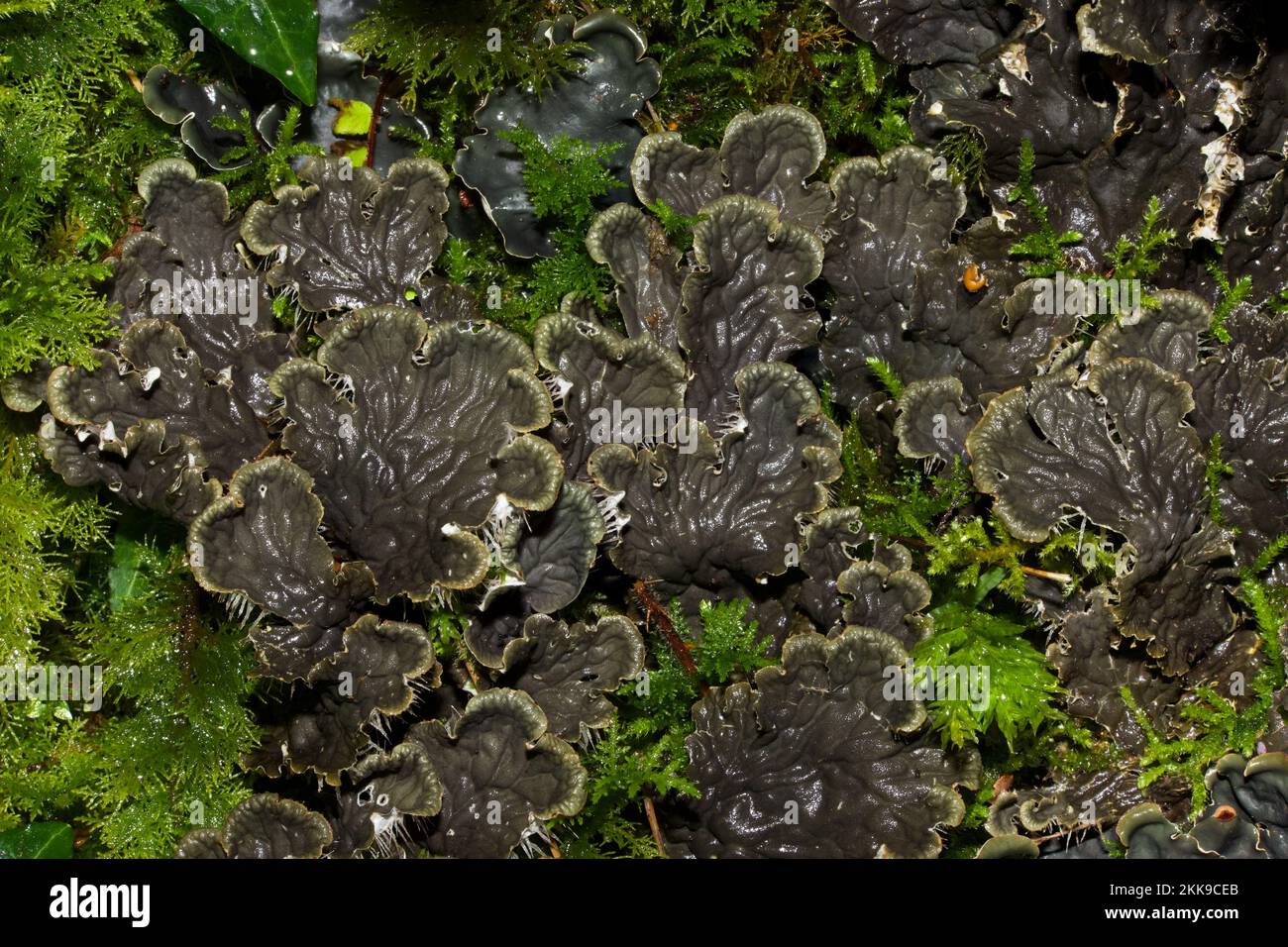 Peltigera membranacea (lichen de chien) est un champignon lichenisé de la famille des Peltigeraceae présent sur des blocs de mousse, des bases d'arbres et sur gazon court. Banque D'Images