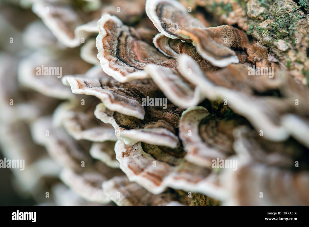 Gros plan des champignons de la queue de dinde Banque D'Images