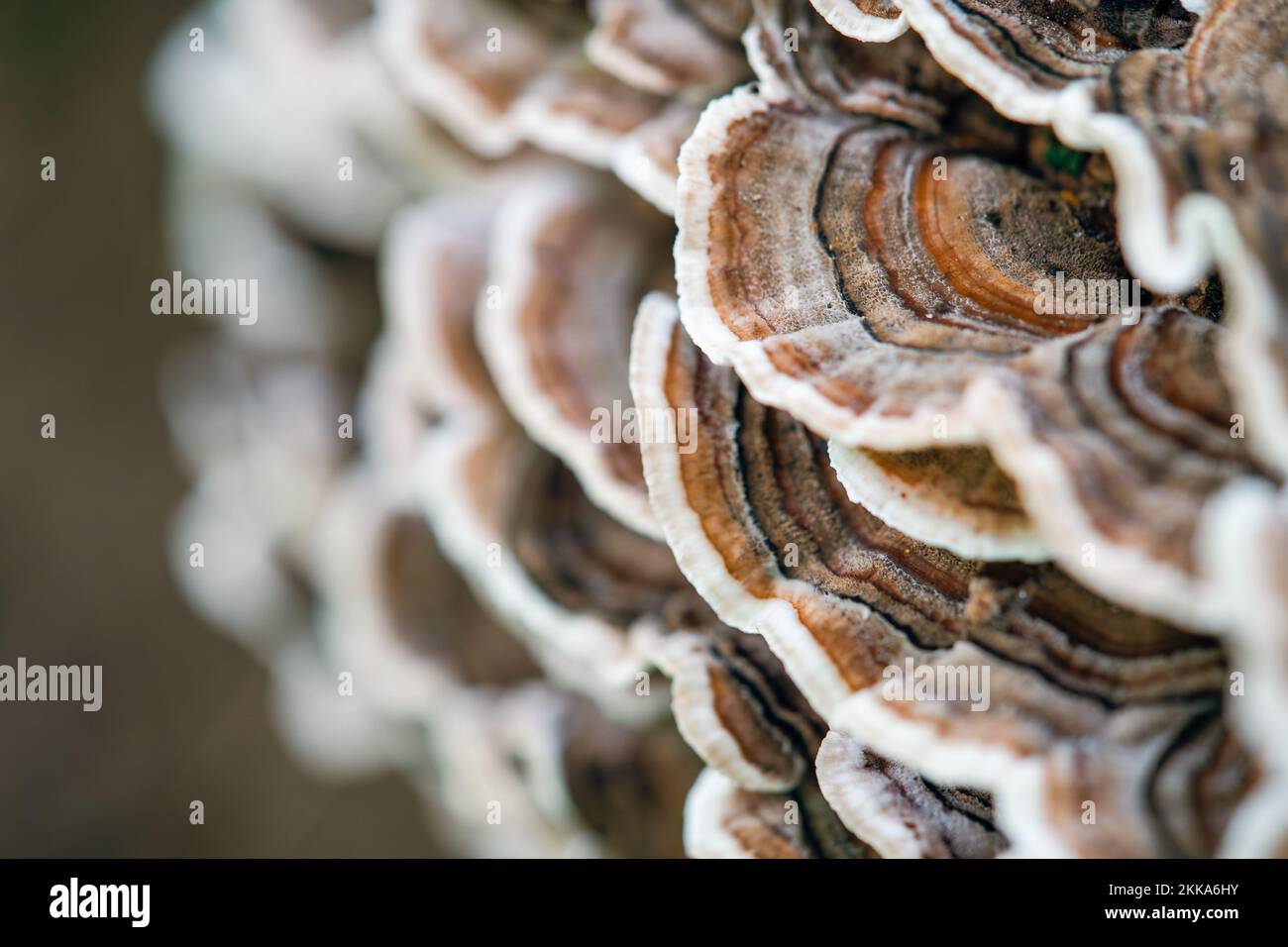 Vue macro de la surface des champignons de la queue de dinde Banque D'Images