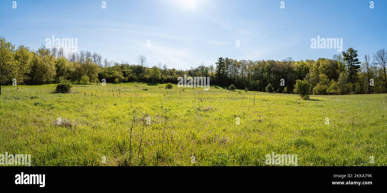 Un panorama d'un magnifique pâturage d'herbe à la fin du printemps Banque D'Images