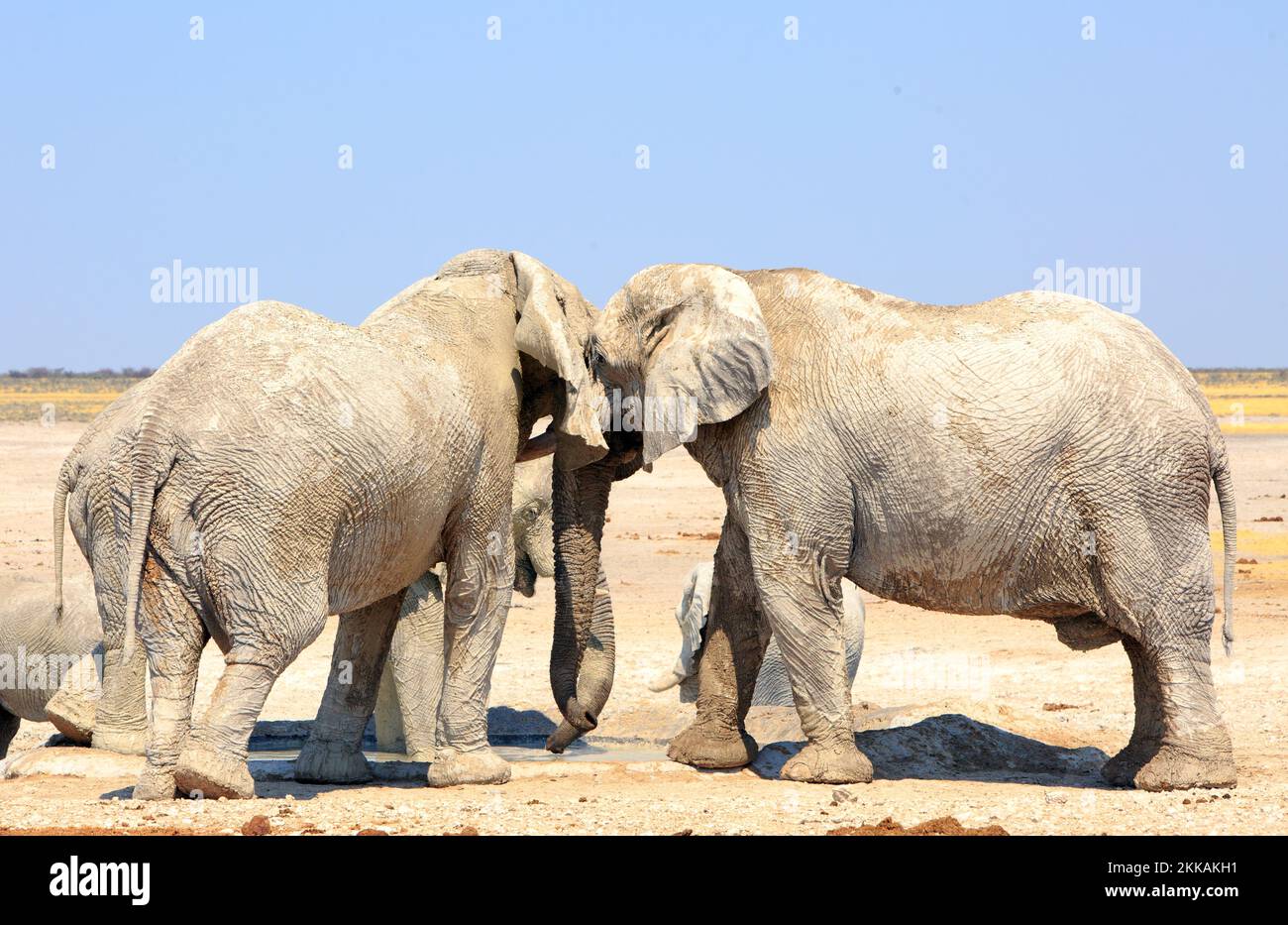 Les éléphants se poussant les uns les autres en se tenant à un trou d'eau Banque D'Images
