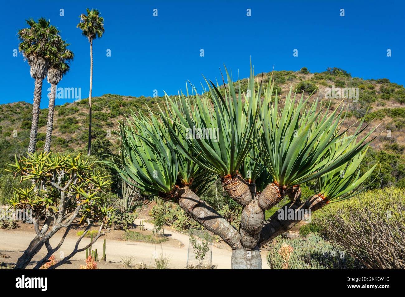 Californie, Catalina Island, Wrigley Memorial & Botanical Gardens, Dragon Tree, Draeaena draco, Agavaceae, îles Canaries Banque D'Images