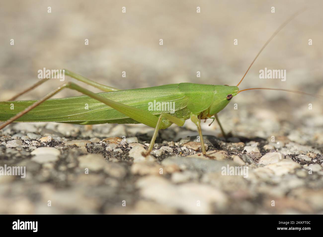 Une grande sauterelle verte longue à cornes - Ruspolia nitidula Banque D'Images