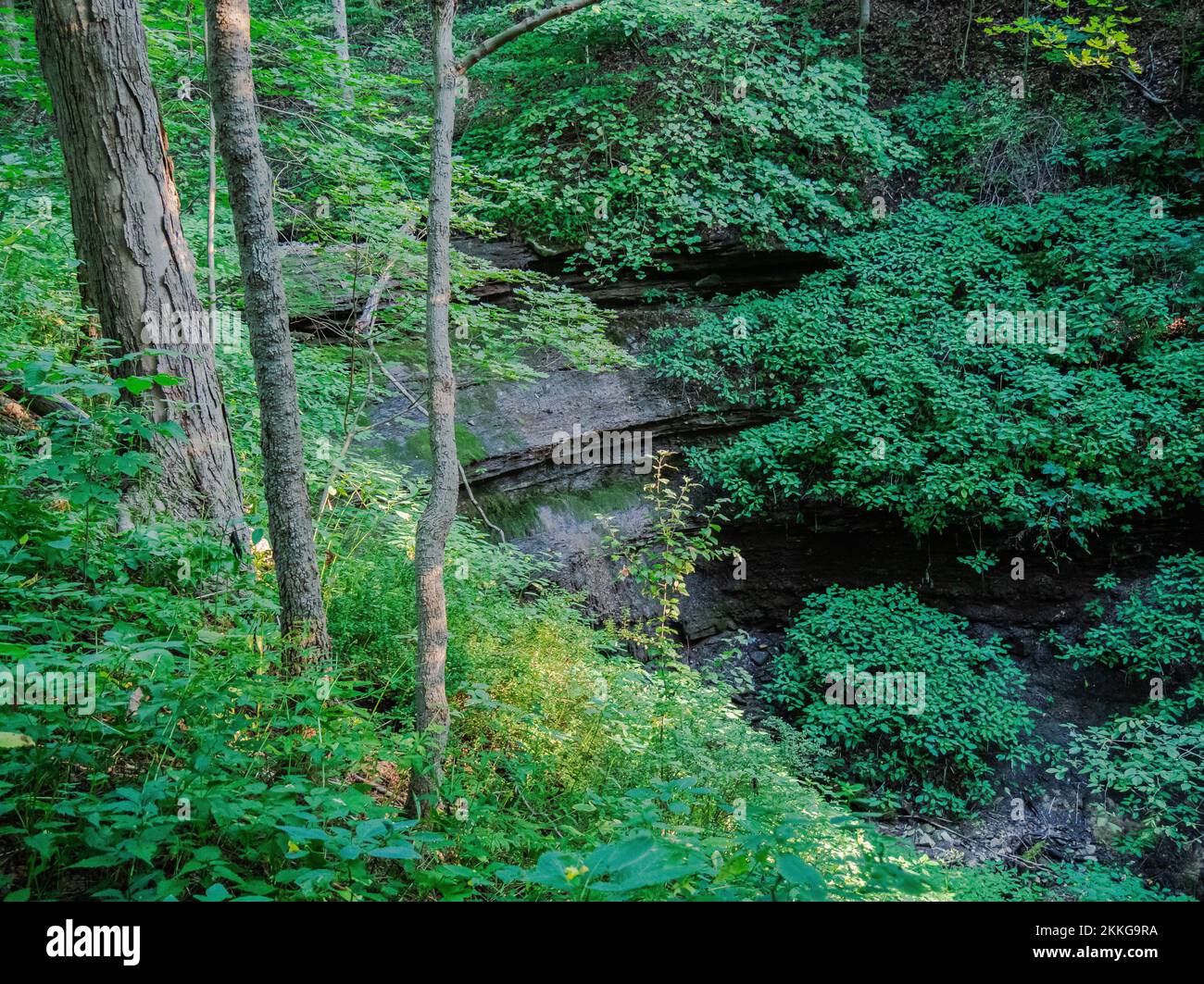 Une forêt dans le Braddock's Trail Park, comté de Westmoreland, Pennsylvanie, États-Unis Banque D'Images