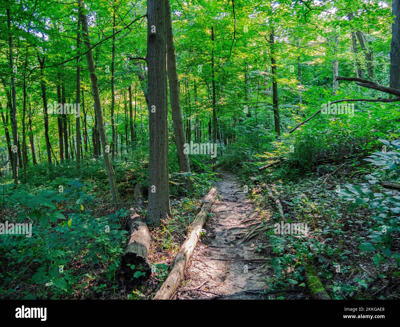 Un sentier dans une forêt dans le parc de la piste de Braddock, comté de Westmoreland, Pennsylvanie, États-Unis Banque D'Images