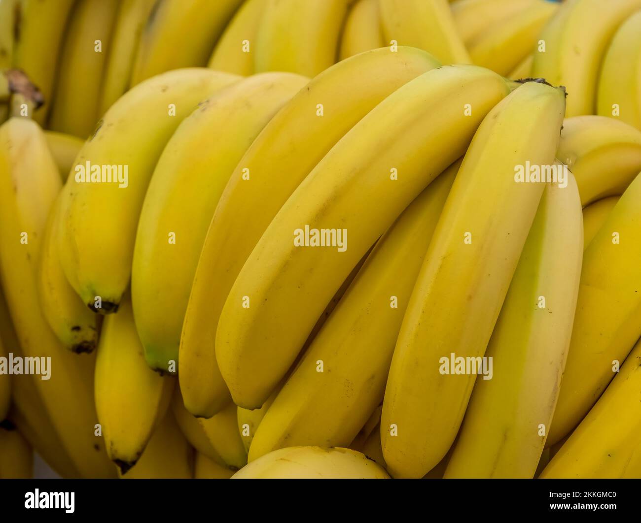 Gros plan d'un bouquet de bananes mûres jaunes remplissant le cadre Banque D'Images