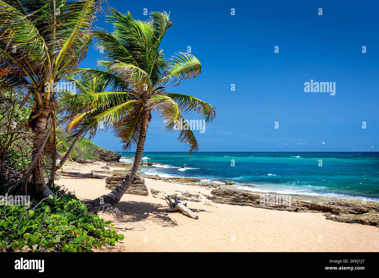Palmiers sur la plage de Piñones avec son eau couleur azur près de la Caroline, sur l'île tropicale des Caraïbes de Puerto Rico, Etats-Unis. Banque D'Images