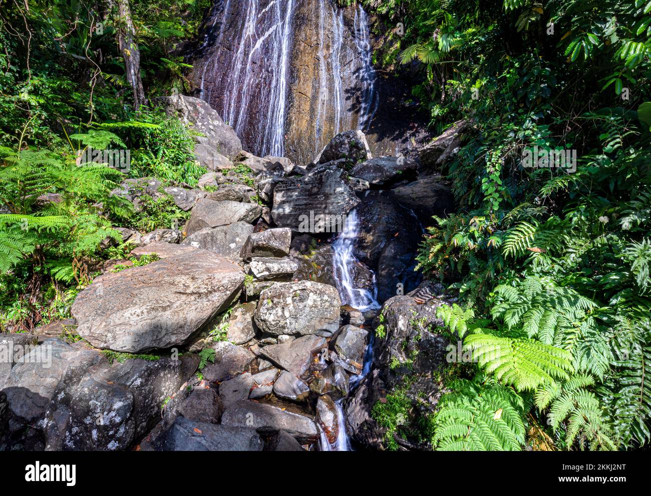 La Coca Falls dans le parc national de la forêt tropicale d'El Yunque, sur l'île tropicale des Caraïbes de Puerto Rico, États-Unis. Banque D'Images