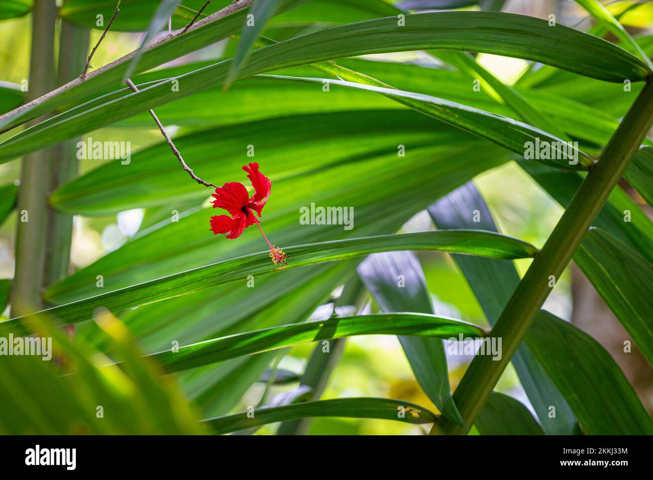 Un hibiscus sauvage fleurit dans le parc national de la forêt tropicale d'El Yunque, sur l'île tropicale des Caraïbes de Puerto Rico, aux États-Unis. Banque D'Images