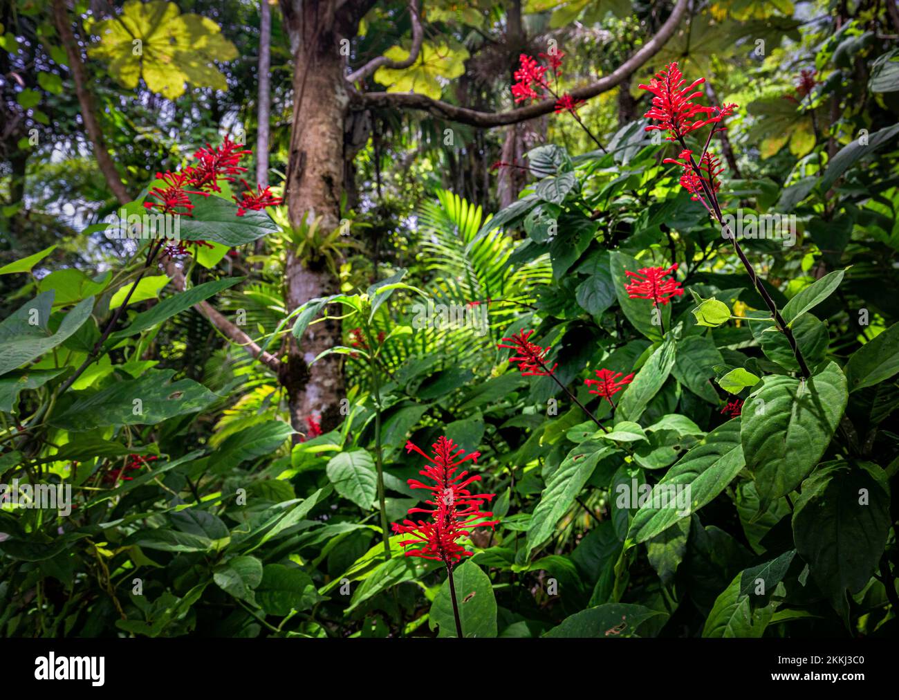 Firespike sauvage (Thyrsacantus tubaeformis, ) dans le parc national de la forêt tropicale d'El Yunque, sur l'île tropicale des Caraïbes de Puerto Rico, Etats-Unis. Banque D'Images