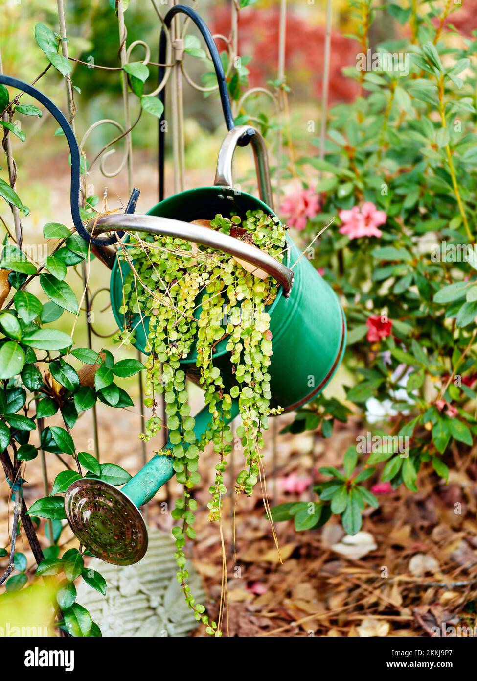 Un jardin réaménagé ou un arrosoir de fleurs peut être transformé en pot de fleurs dans un jardin d'intérieur, ce qui en fait l'art du jardin Banque D'Images