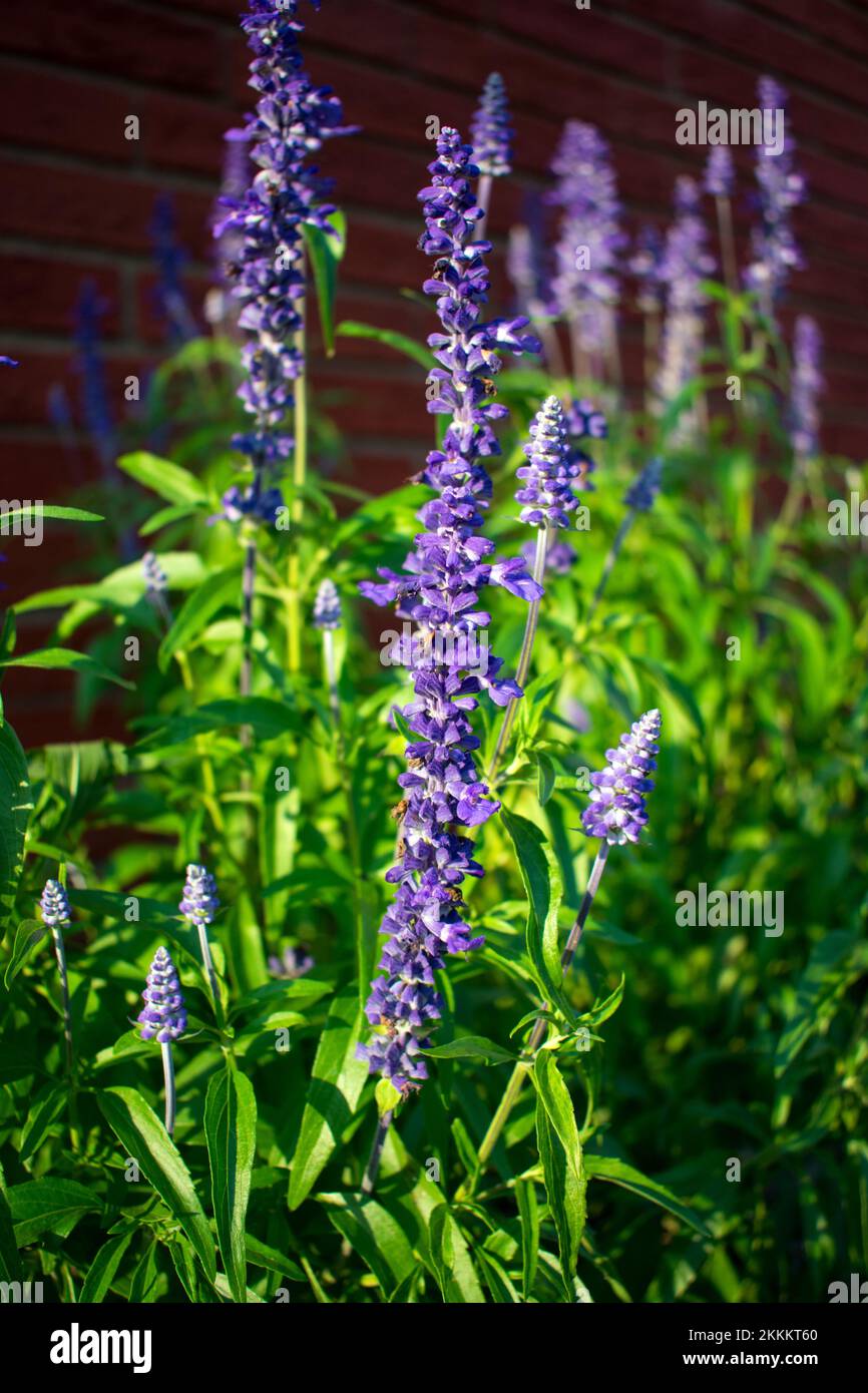 Fleurs de salvia violettes fleuries dans le jardin Banque D'Images