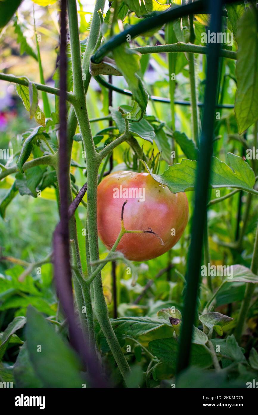 Tomate rouge mûre sur une vigne dans le jardin Banque D'Images