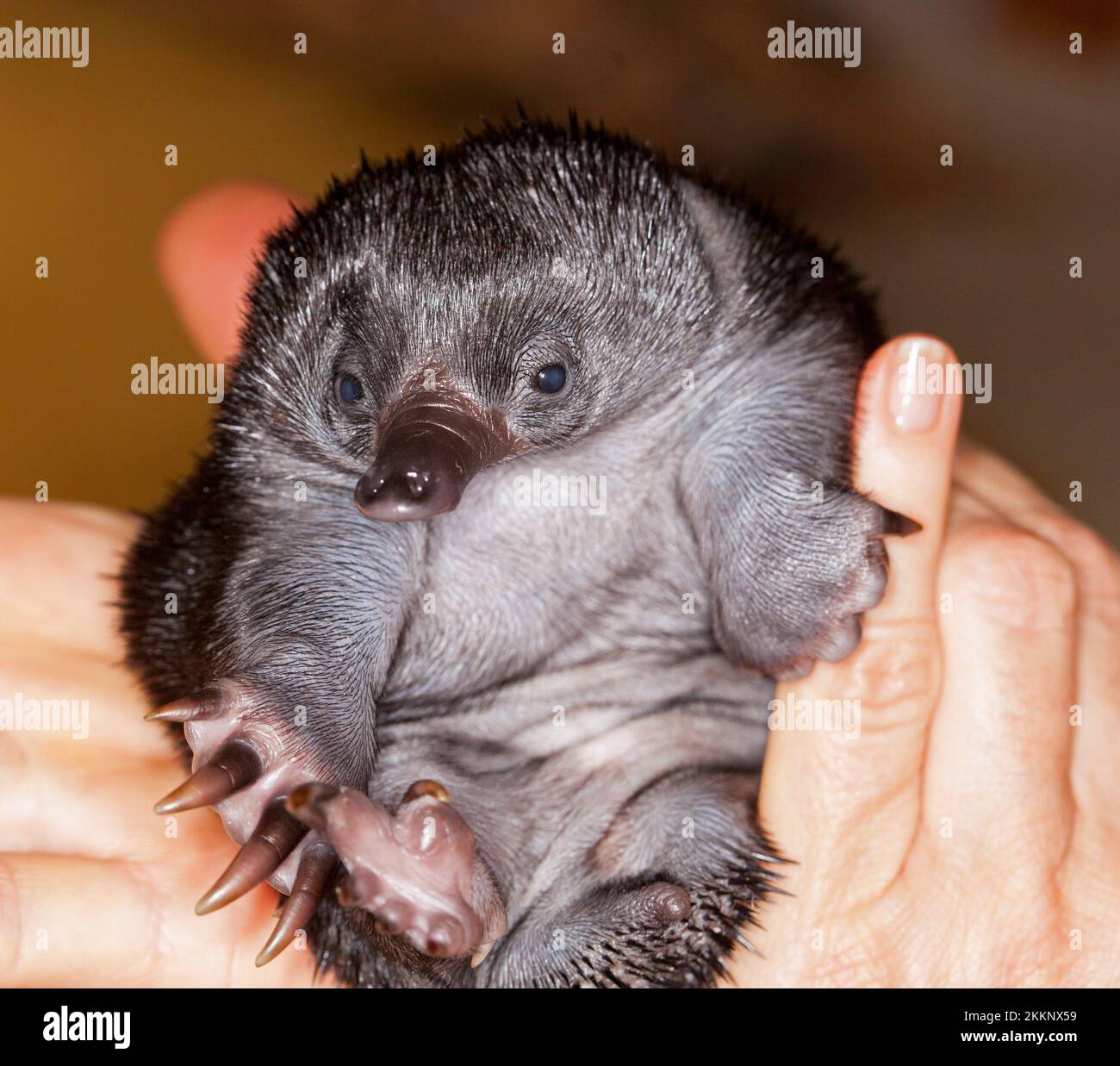 Un petit puggle, un bébé orphelin échidna à bec court, anteater épineux développant ses premières épines, dans les mains d'un calier de la faune en Australie Banque D'Images
