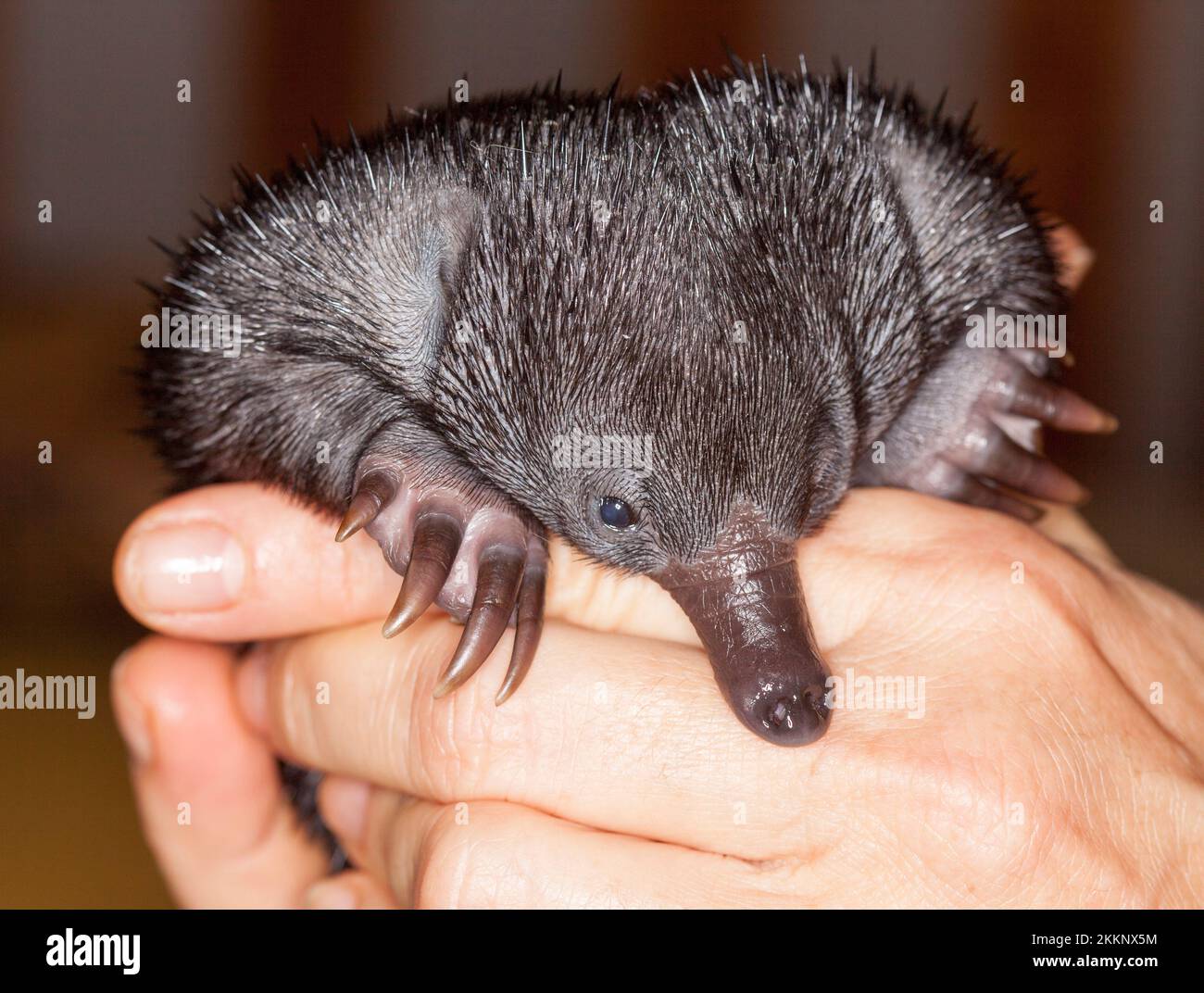 Un petit puggle, un bébé orphelin échidna à bec court, anteater épineux développant ses premières épines, dans les mains d'un calier de la faune en Australie Banque D'Images