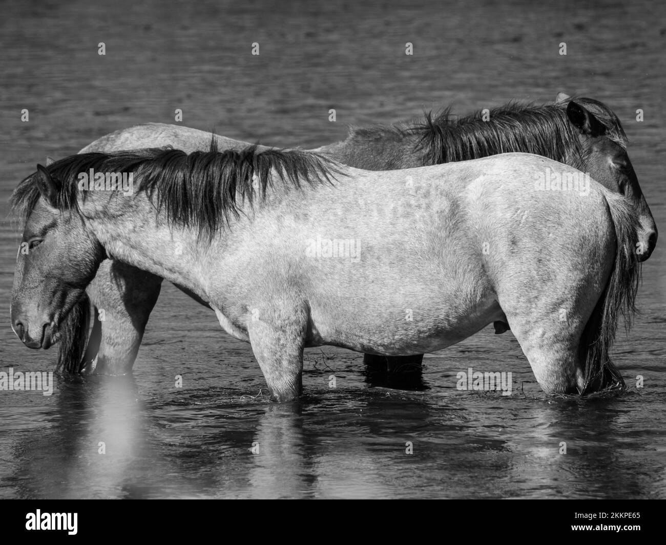 Les chevaux sauvages se broutent dans la rivière Salt de l'Arizona lors d'une journée d'automne fraîche à la recherche de l'herbe délicieuse sur laquelle ils se nourrissent. Banque D'Images