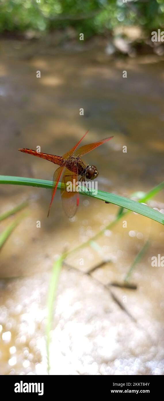 Une image verticale d'un bijou de fossés (Brachythemis contaminata) libellule sur l'herbe à côté d'un étang Banque D'Images