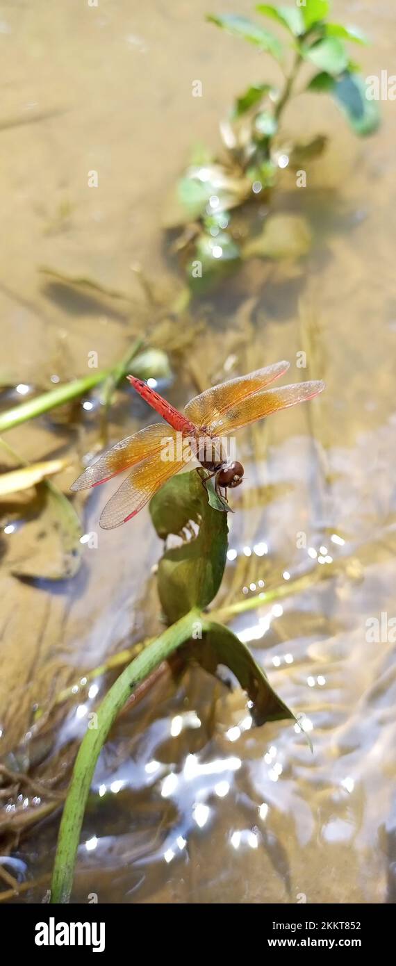 Une image verticale d'un bijou de fossés (Brachythemis contaminata) libellule sur l'herbe à côté d'un étang Banque D'Images