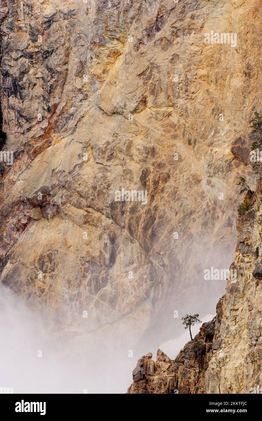 Une photo verticale d'un arbre solitaire dans les chutes inférieures du Grand Canyon de Yellowstone Banque D'Images