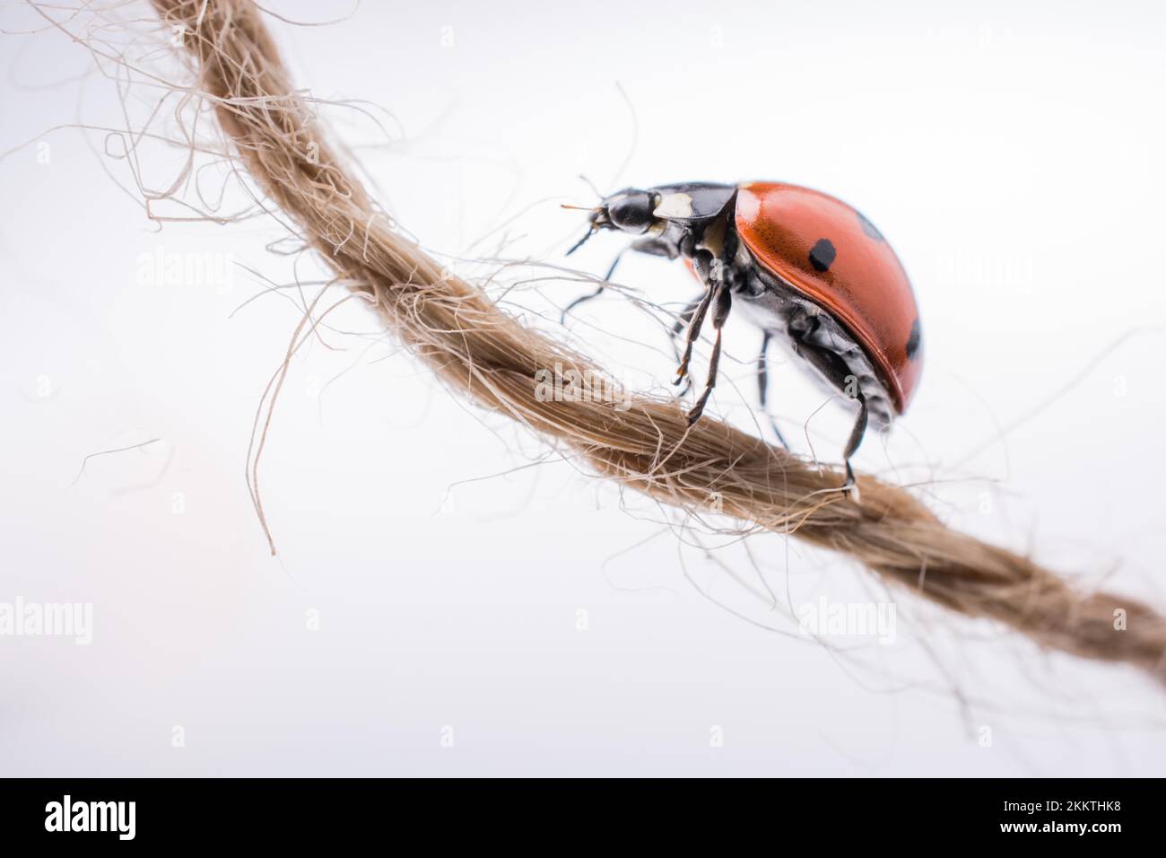 Belle photo de coccinelle rouge marche sur thread Banque D'Images