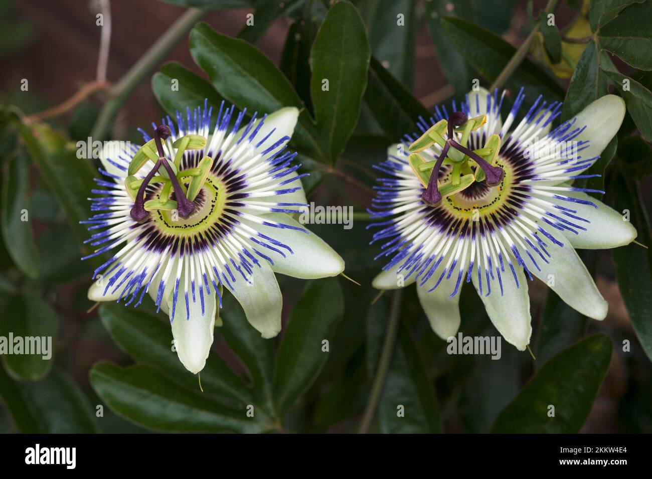 Fleurs d'une fleur bleue de passion (Passiflora caerulea), Vandée, France, Europe Banque D'Images