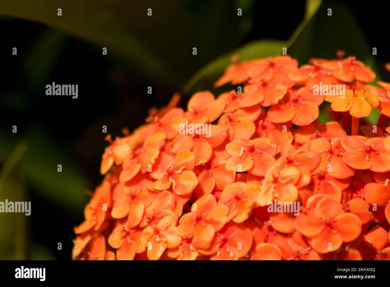 Plante de jardin populaires l'Ixora savons aussi que Bungan Soka Banque D'Images