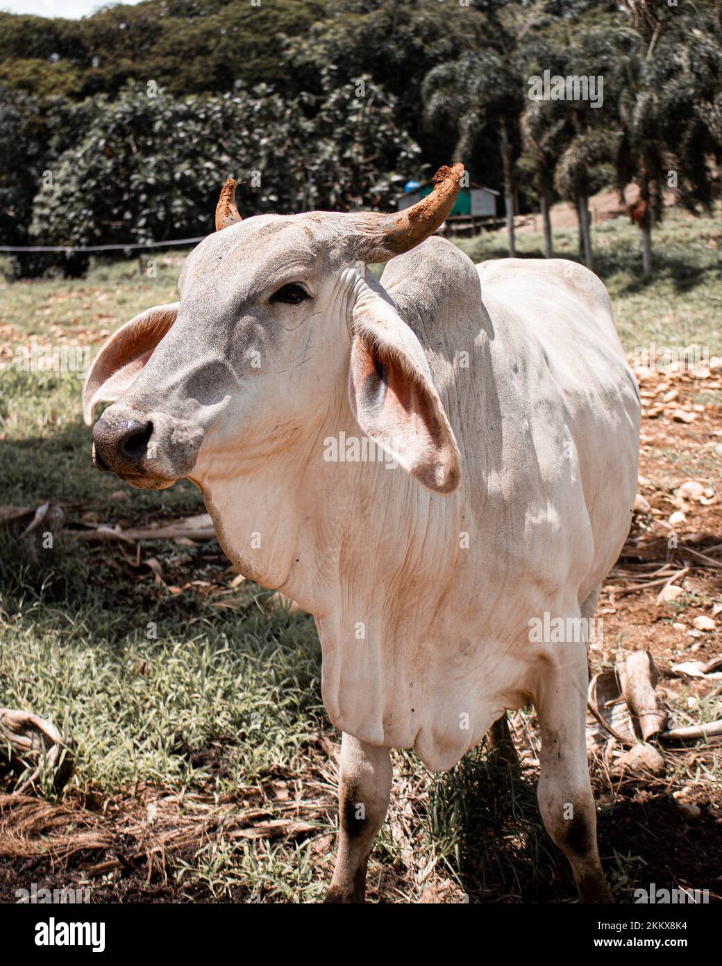 Un cliché vertical d'une vache blanche avec de petites cornes dans un ranch du Costa Rica, par beau temps Banque D'Images