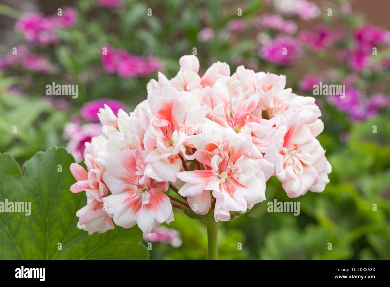 Pelargonium 'Apple Blossom', géranium zonal Banque D'Images