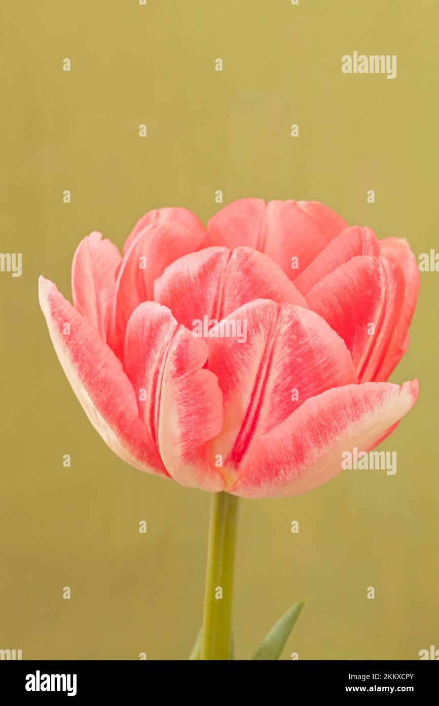 Tulipa 'Foxtrot', tulipe double rose Banque D'Images