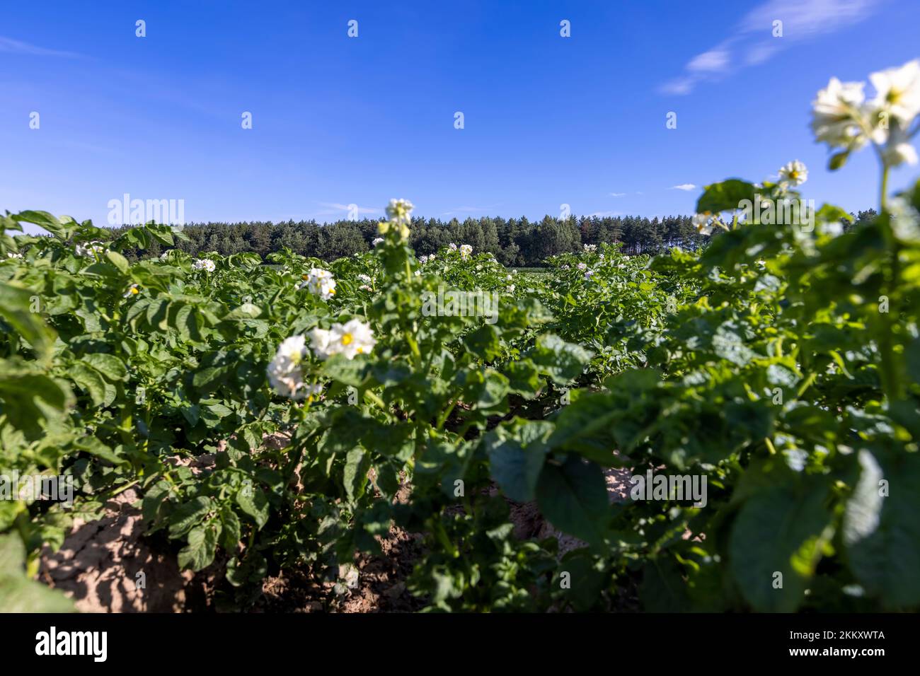 Champ de pommes de terre avec des buissons verts de pommes de terre à fleurs, champ agricole avec des pommes de terre en été Banque D'Images