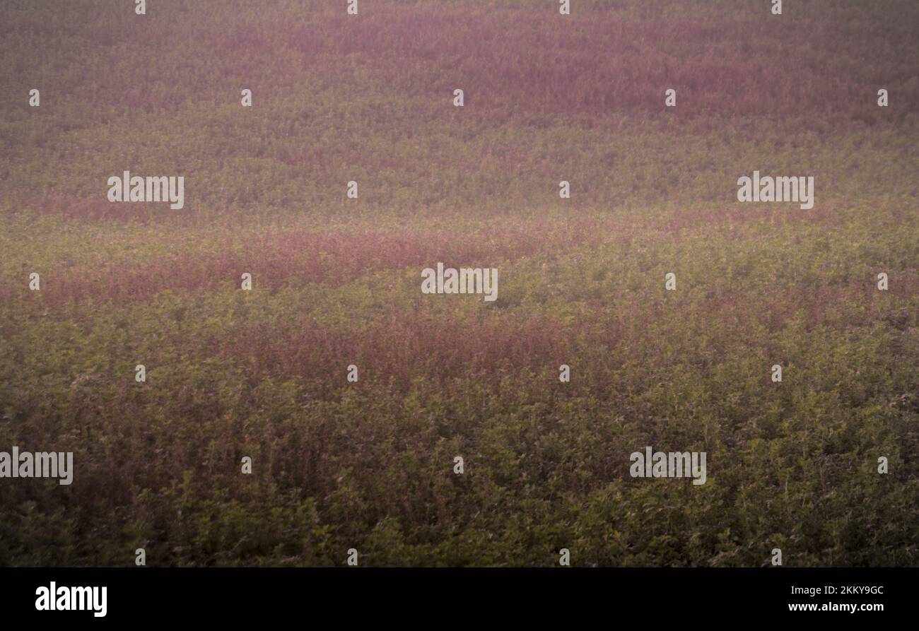 paysage vert de champ de luzerne. herbe de champ de luzerne agricole. Banque D'Images