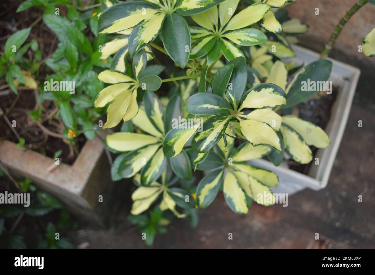 Schefflera actinophylla ou arbre ombrelle jaune et vert feuilles de près. Vente en magasin. Mise au point sélective Banque D'Images