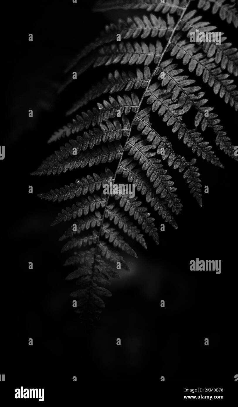 gros plan de la fougères noir et blanc. feuilles de fougères en gros plan dans la forêt. Banque D'Images