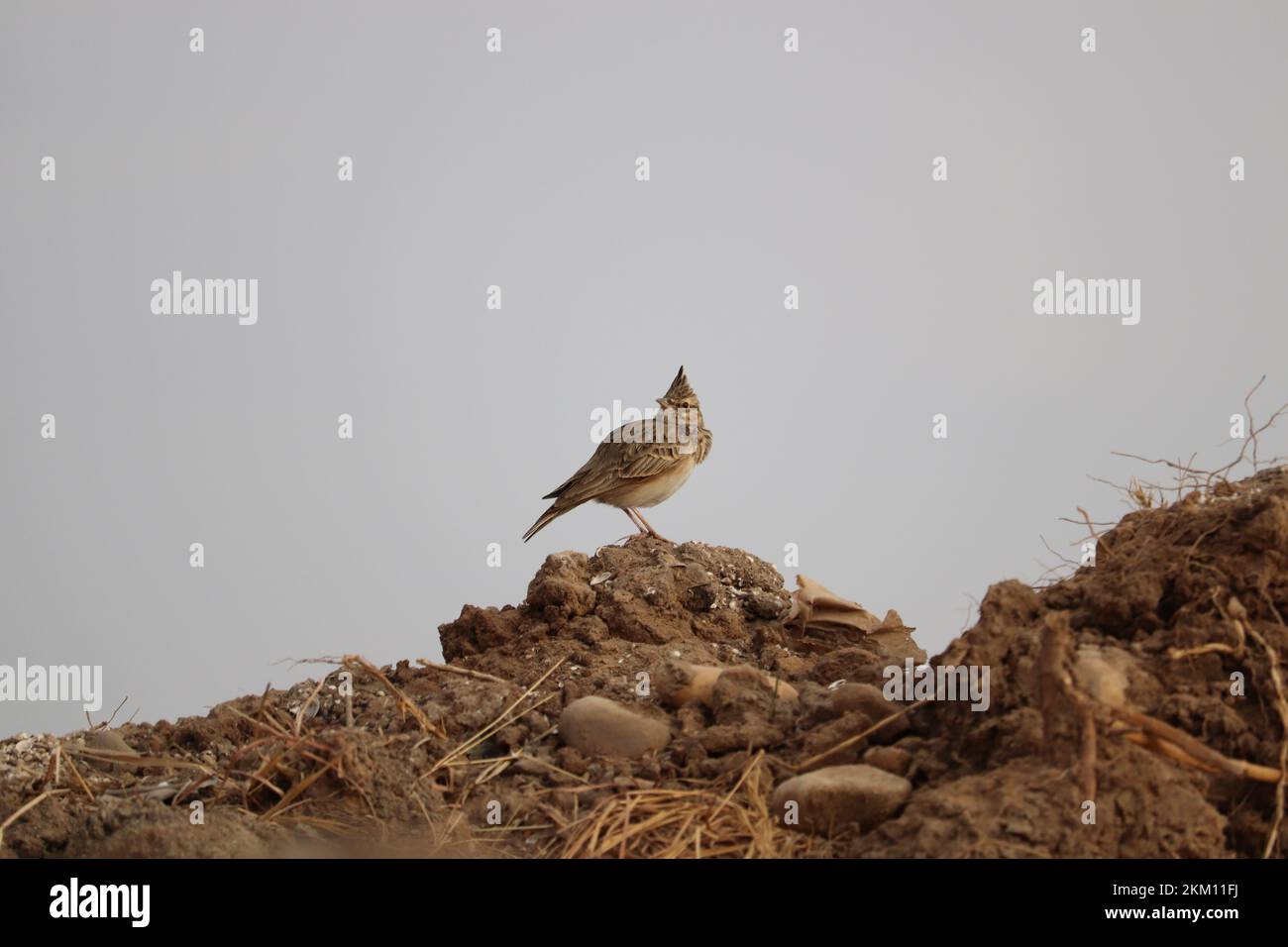 Oiseau de larche à crête (Galerida cristata) sur une zone semi-désertique près d'Assouan, en Égypte Banque D'Images