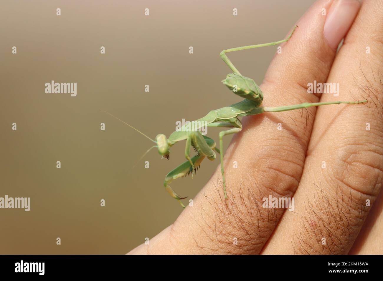 Insecte de la mante priante (Mantis religiosa) Banque D'Images
