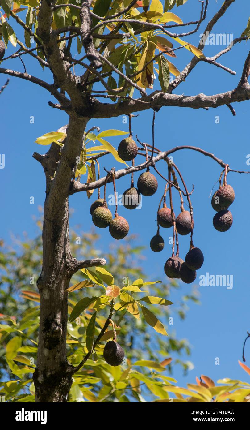 Groupe de Hass avocats matures accrochant d'une seule branche d'arbre (persea americana) dans le verger du Queensland, en Australie. Prêt à cueillir. Ciel bleu. Banque D'Images