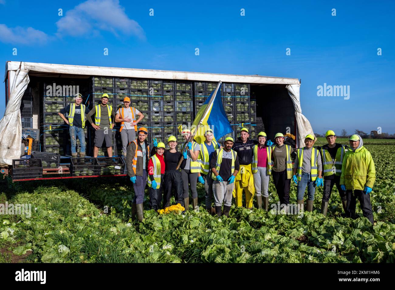 Les travailleurs migrants ukrainiens et d'Europe de l'est récoltent des lettres Bawdsey Suffolk Royaume-Uni Banque D'Images