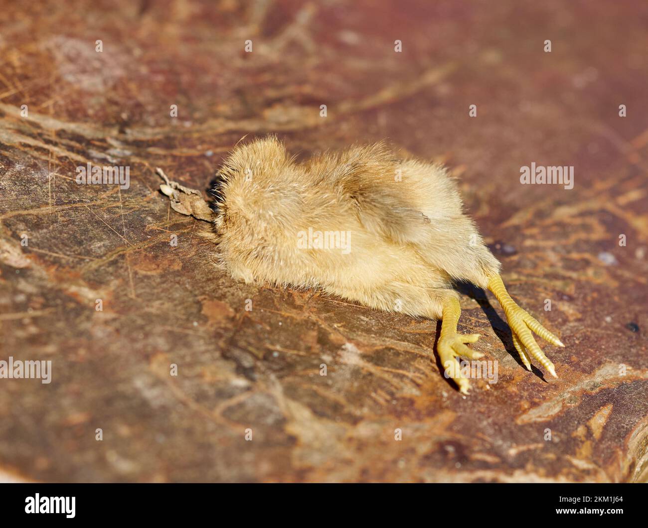 Un bébé poulet sans tête sur une ferme libre, a connu une mort étrange. Banque D'Images