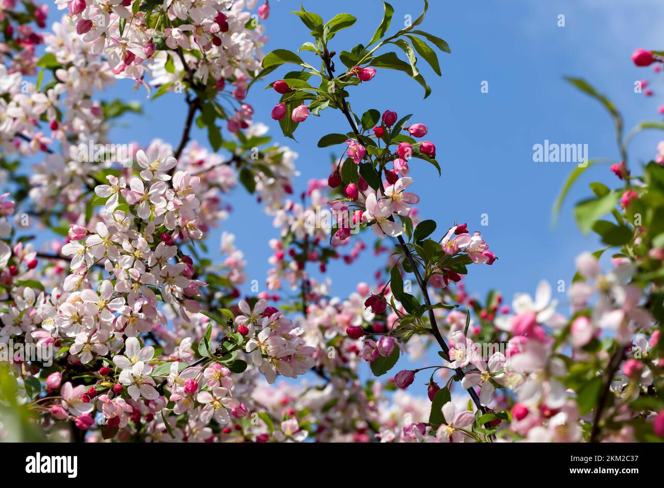 magnifique arbre fruitier fleuri avec des fleurs rouges, cerisier fleuri avec des fleurs roses rouges et blanches au printemps Banque D'Images