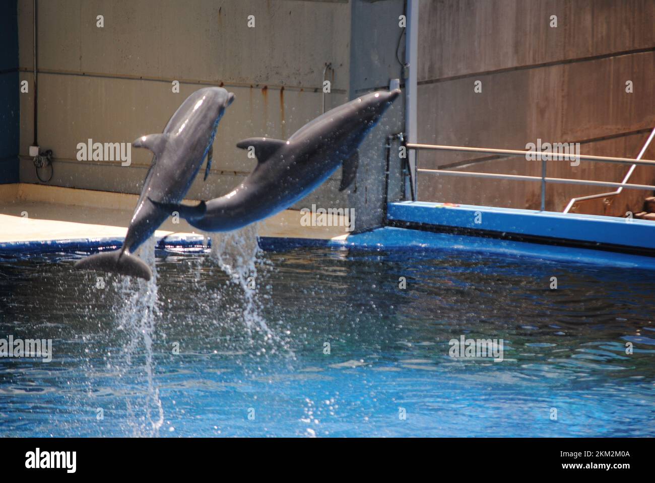 Un gros plan de deux dauphins se présentant dans le spectacle du zoo Banque D'Images