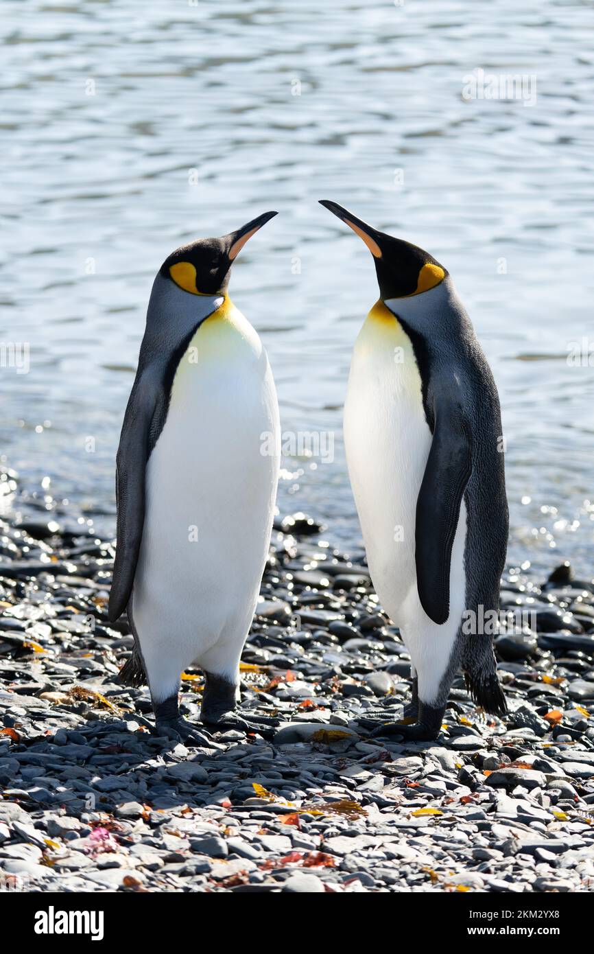 Image Manchot Plage 2 manchots (APTENODYTES PATAGONICUS) se font face sur la plage et tournent leurs têtes l'une vers l'autre Photo Stock - Alamy