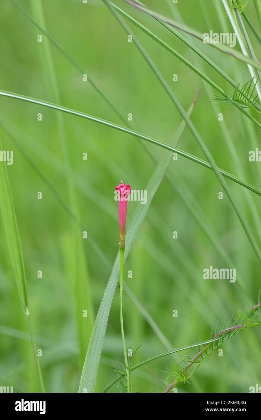 Un cliché vertical d'un petit bourgeon de fleur dans un champ Photo Stock -  Alamy