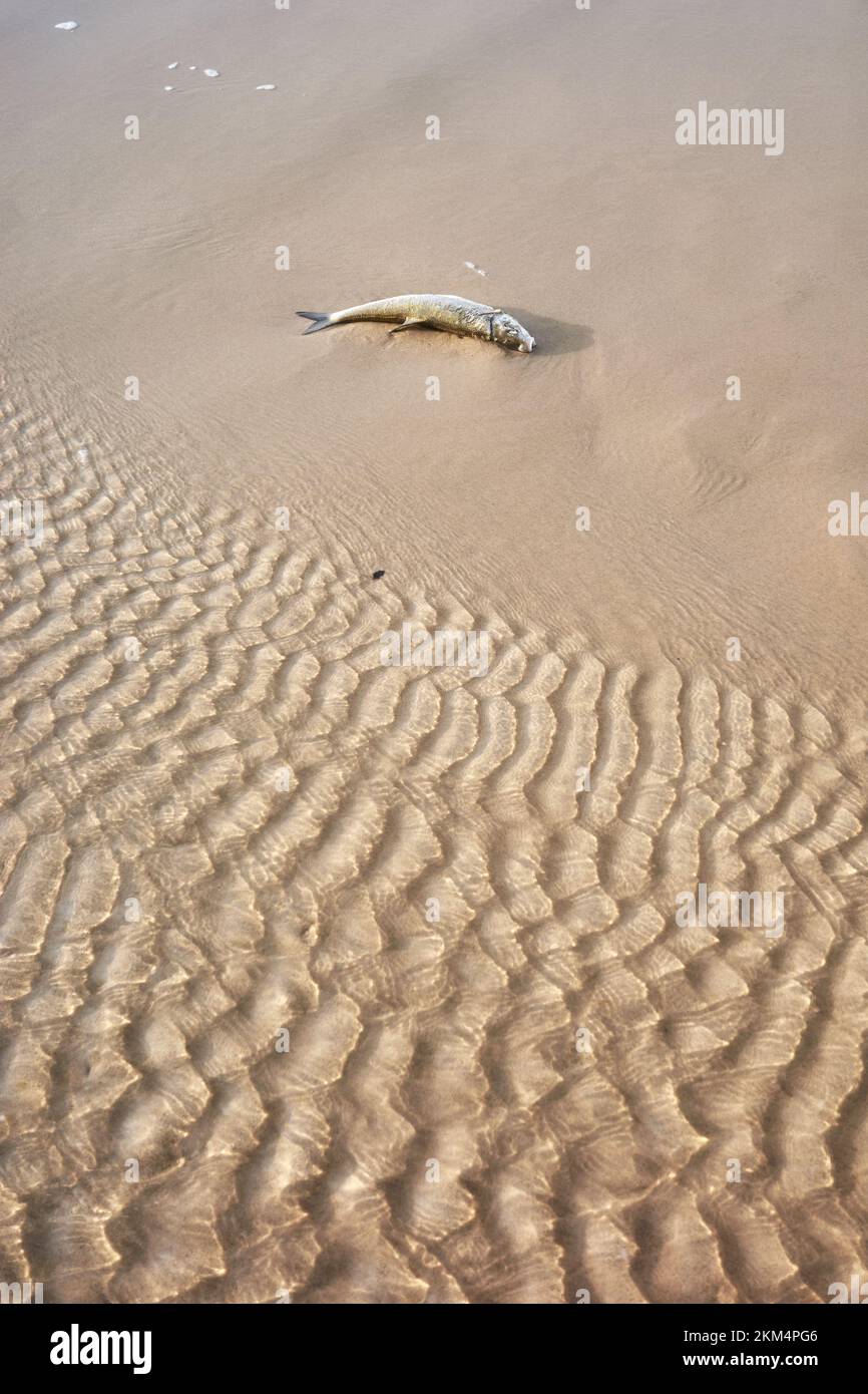 Poissons morts sur une plage, foyer sélectif. Banque D'Images