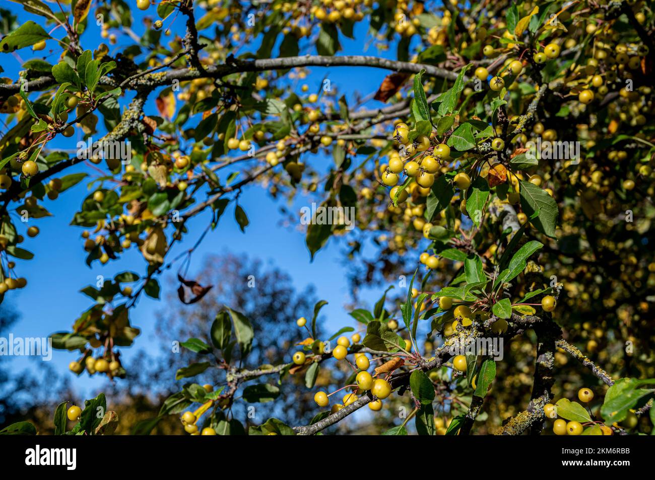 Or d'hiver Malus, or d'hiver de la pomme de crabe, Rosaceae. Fruit jaune sous le soleil d'automne. Banque D'Images